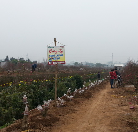 Làng hoa, làng đào Hà Nội vui Tết ảnh 3